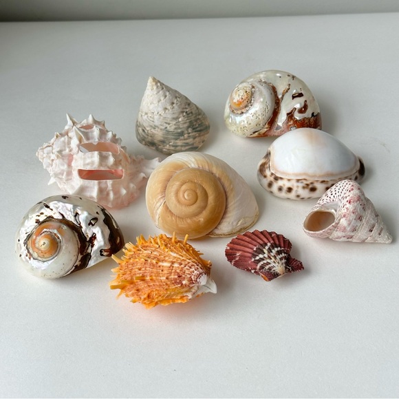 Bundle of 9 Vintage Exotic Seashells - Picture 1 of 7